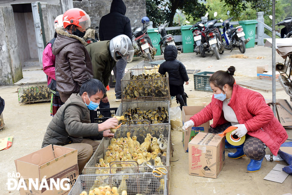 Ducklings are on sale at the market.