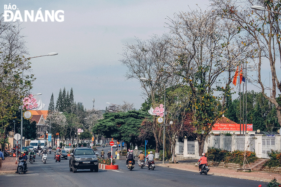 White ban trees sourced from Northwestern Viet Nam have been planted along main streets in Da Lat since 2007. Photo: NGOC LE