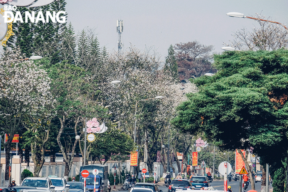 In Da Lat, banyan flowers are planted along such downtown routes as Tran Phu - Rooster Church - Palace 2, and Quang Trung - Da Lat Railway Station. Photo: NGOC LE