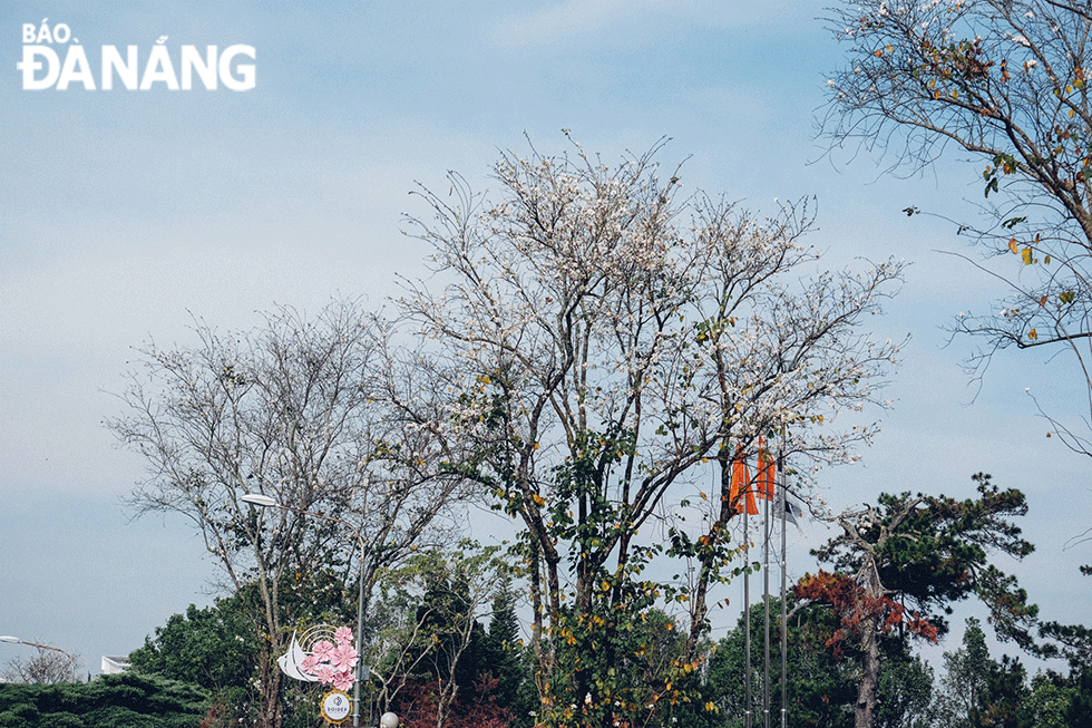 White banyan flowers bloom from early spring and until early summer. Photo: NGOC LE