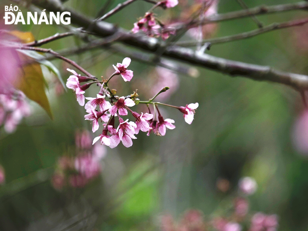 Cherry-like apricot flower has become one of the symbols of Da Lat. Photo: HUU TRUNG