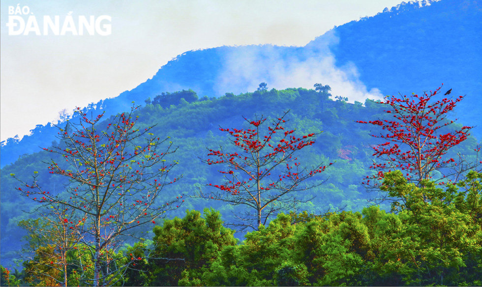 The red colour of Bombax ceiba flowers stands out against the green background of the rice paddy field, creating a peaceful picture of rural areas.