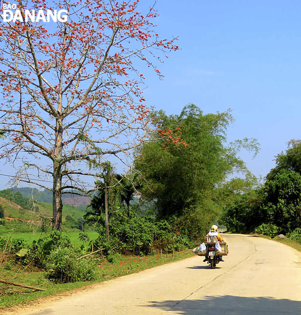  The charming red flowers with 5 petals appear in spring before the new foliage, lighting up and creating a wonderful natural setting in rural areas.