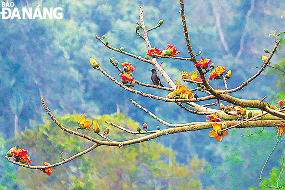  The flowers attract birds that long to suck nectar.