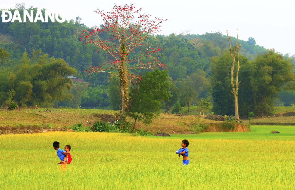 Bombax ceiba trees which are reminders of prosperity and tranquility become the landmarks of the rice paddy fields