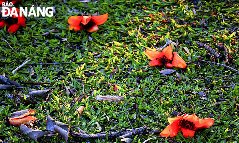 Bombax ceiba flowers are reminiscent of unforgettable childhood memories.