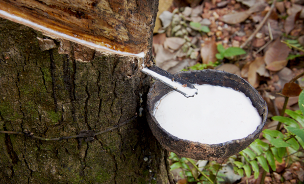 Viet Nam is currently the third largest rubber exporter of the Republic of Korea. (Photo: VNA)