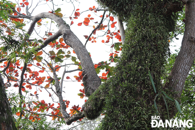 Cây bàng âm 350 năm tuổi bên lối vào tam quan chùa Tam Thai đang vào mùa thay lá với thân có nhiều cây nhỏ sống ký sinh. Ảnh: V.T.L