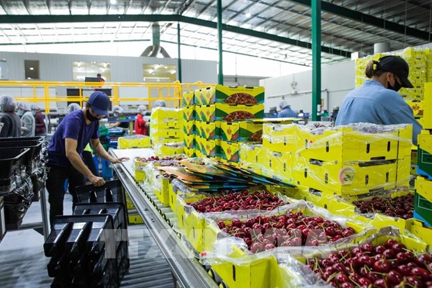 At a factory in Young, Australia (Source: VNA)