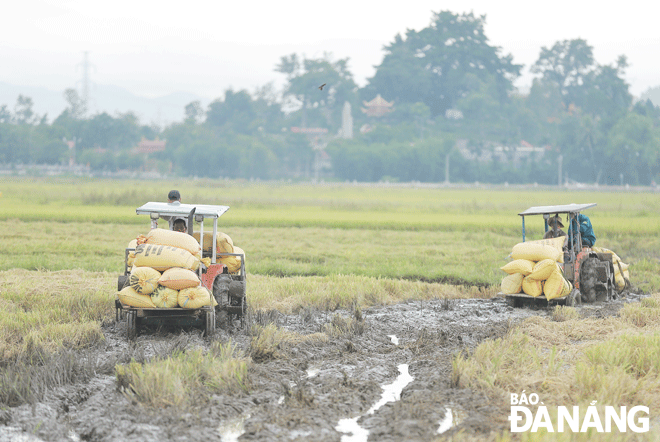 Farmers in Hoa Vang District are harvesting rice. Photo: PHUC AN