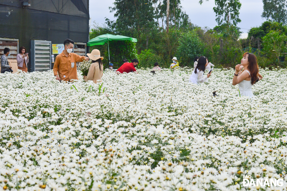 In this year's daisies crop, the Centre for Biotechnology has planted 6,000 flowers on a total area of 500m2.