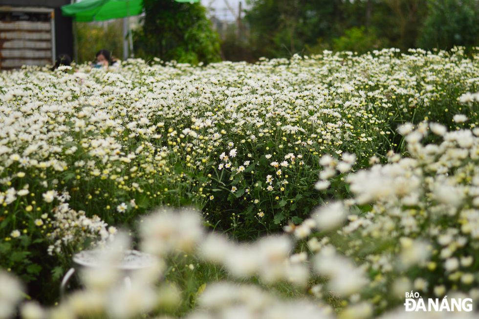 The daisies are scientifically named Matricaria Chamomilla, belonging to the Asteraceae family. In Viet Nam, this type of flowers is grown in such localities with cold weather as Ha Noi and Da Lat. People have long viewed the blossoming daisies as a yearly marker that the cold season is just around the corner in these localities. However, when being successfully grown in Da Nang, this type of flower still blooms evenly and beautifully in the spring.