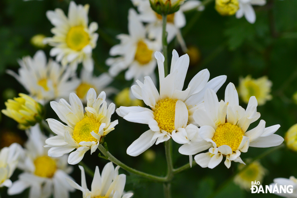  Thanks to the efforts made by the Centre for Biotechnology, the daisies grow well and bloom out of season in the harsh climate of the central region.