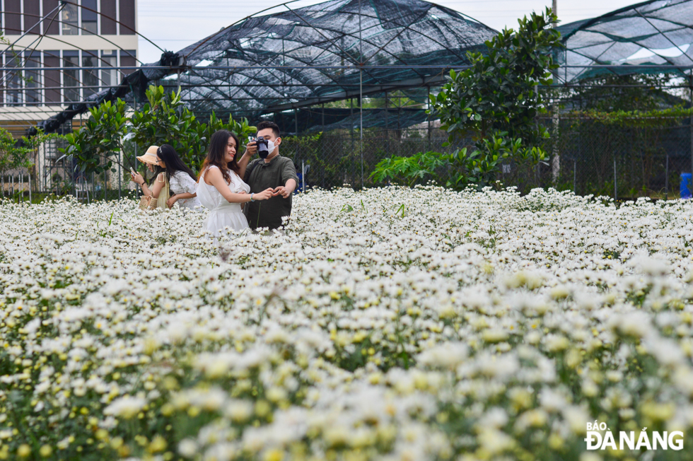 A couple saved a souvenir moment in the daisies garden. Young children enjoy walking in the flower garden.