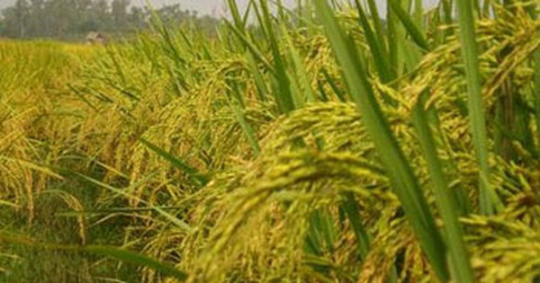 Đề nghị Bộ Nông nghiệp và Phát triển nông thôn hỗ trợ 130 tấn lúa giống