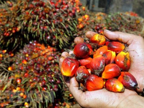 Từ 28-4, Indonesia sẽ cấm xuất khẩu dầu cọ thô và dầu ăn