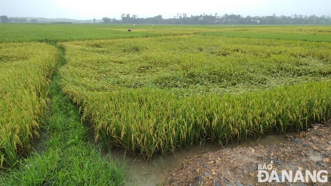 Many areas of blooming and ripening rice in Hoa Vang District were flooded and fell down. Photo: HOANG HIEP