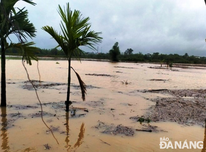 Many vegetable growing areas in Tuy Loan Tay Village, Hoa Phong Commune, Hoa Vang District, have been submerged in water after heavy rains swept across Da Nang on March 31 and April 1. Photo: HOANG HIEP