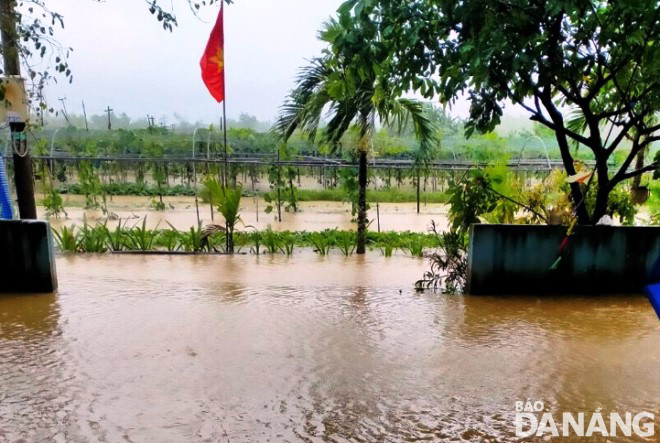 Flooded water in front of the yard of the preliminary processing house of the Tuy Loan Safe Vegetable Production and Consumption Service Cooperative. Photo: HOANG HIEP