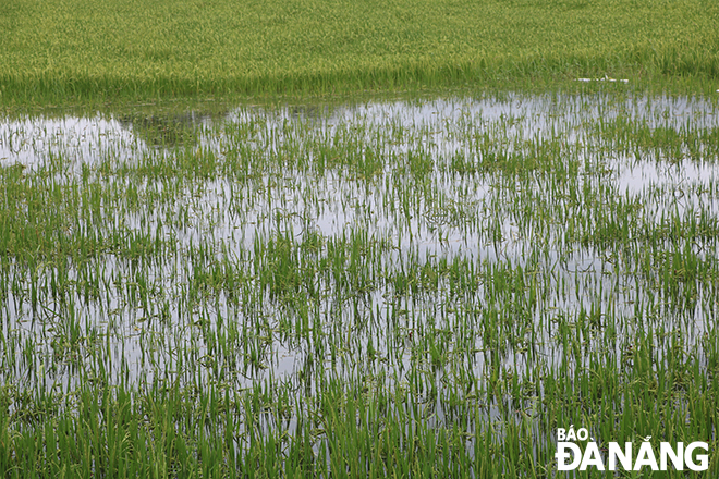 Một phần diện tích sản xuất lúa trên cánh đồng xã Hòa Tiến bị ngập và không có khả năng phục hồi. Ảnh: VĂN HOÀNG