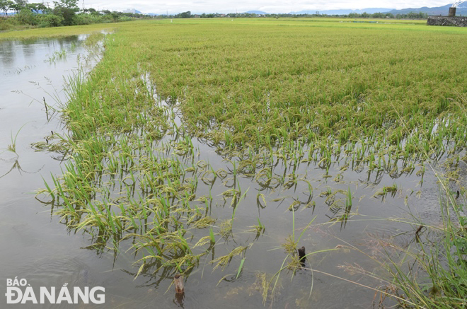 Đà Nẵng được hỗ trợ 130 tấn lúa giống khắc phục thiệt hại lũ lụt
