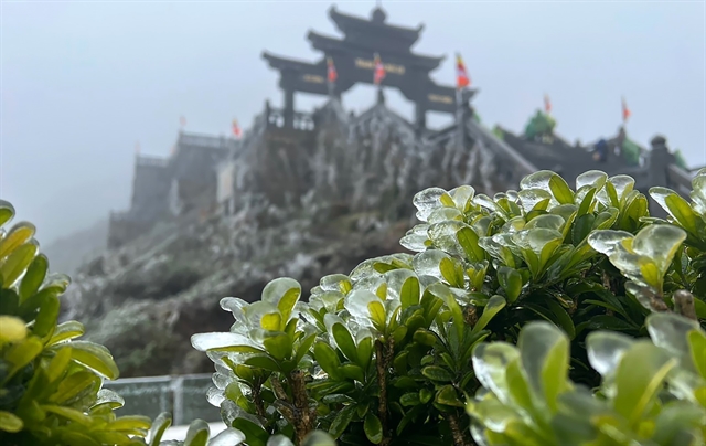 Frost covers the leaves of trees on Fansipan peak, Lào Cai, early Saturday morning. — VNA/VNS Photo