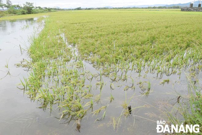 Unusually heavy rain caused flooding of some rice areas in Hoa Chau commune, Hoa Vang District. Photo: HOANG HIEP