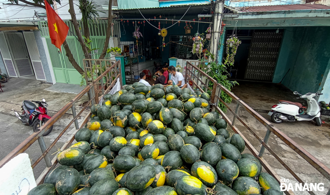 The ‘Mau Nong-Tim Yeu Thuong’ (Warm Blood - Loving Heart) Club under the Hoa An Ward chapter of the Da Nang Red Cross Society is in charge of finding sources of watermelon consumption to help farmers in Quang Nam Province. Photo: XUAN SON