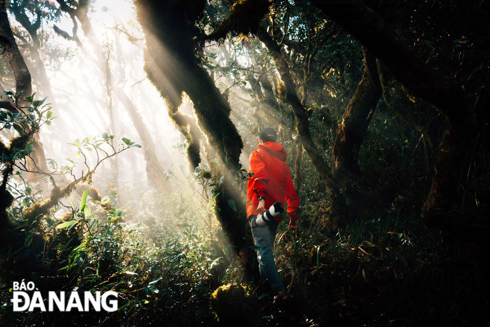 Early morning rays of sunlight penetrate the gloom of the Putaleng ancient forest.