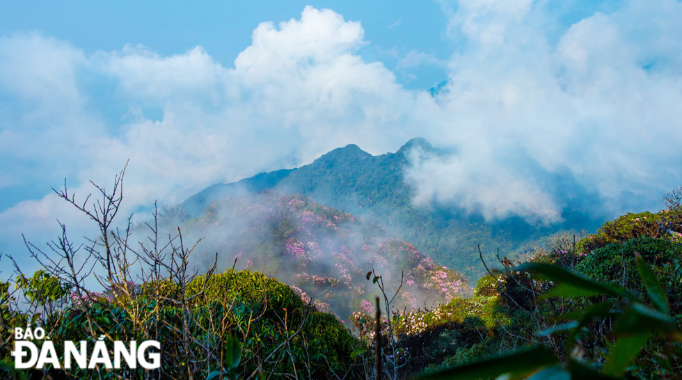 The ancient azalea forest atop Putaleng is hidden in the clouds.