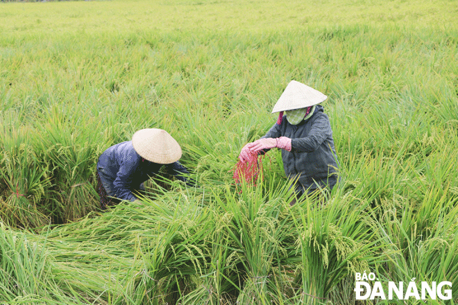Nông dân ở thôn Tây An, xã Hòa Châu, huyện Hòa Vang đang bó lại những gốc lúa ngã đổ trên cánh đồng để chờ ngày thu hoạch (ảnh chụp ngày 5-4).  Ảnh: VĂN HOÀNG	