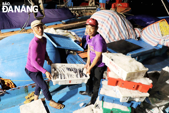 Crew members of the vessel DNa 90426 in Nai Hien Dong Ward, Son Tra District unload flying fish from the vessel’s hold to a fishing wharf. Photo: N.H