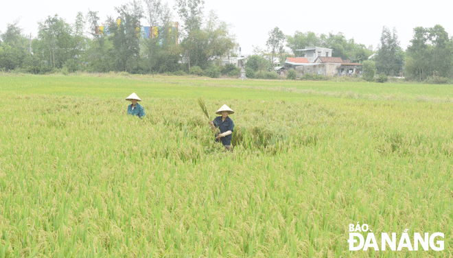 Members of the Hoa Tien 1 General Business and Production Service Cooperative in Hoa Tien Commune, Hoa Vang District urgently bunching flattened rice plants to wait for the harvest day. (Photo taken on April 5 by LAN TRINH