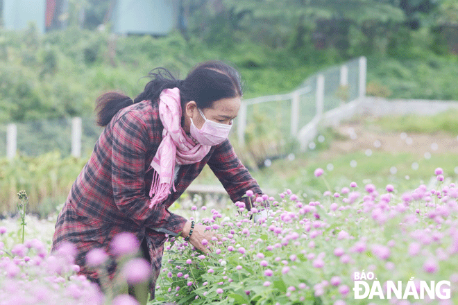 Mrs. Nguyen Ngoc Lanh, a resident of An Hai Bac Ward, Son Tra District, hopes to access preferential policies from the pilot project to improve service quality at Haly Farm. Photo: Tieu Yieu