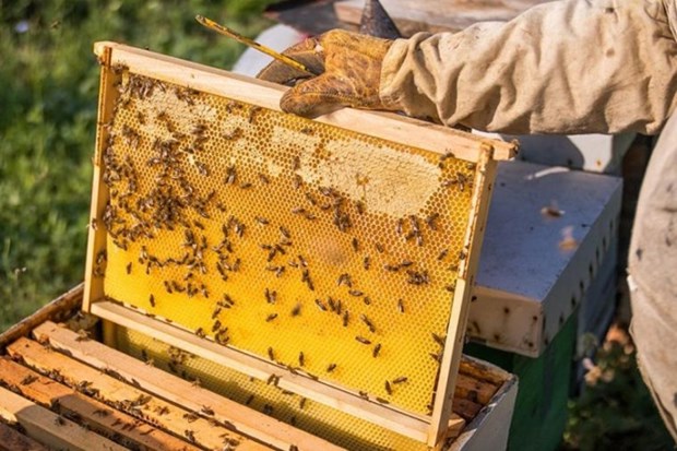 The US' anti-dumping duties on Vietnam's honey exporters have been cut by almost sevenfold. (Photo: VNA)