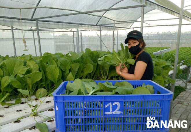 Harvesting vegetables grown via high-tech cultivations techniques at the Tuy Loan organic vegetable cooperative, Hoa Phong Commune, Hoa Vang District, Da Nang. Photo: HOANG NHUNG