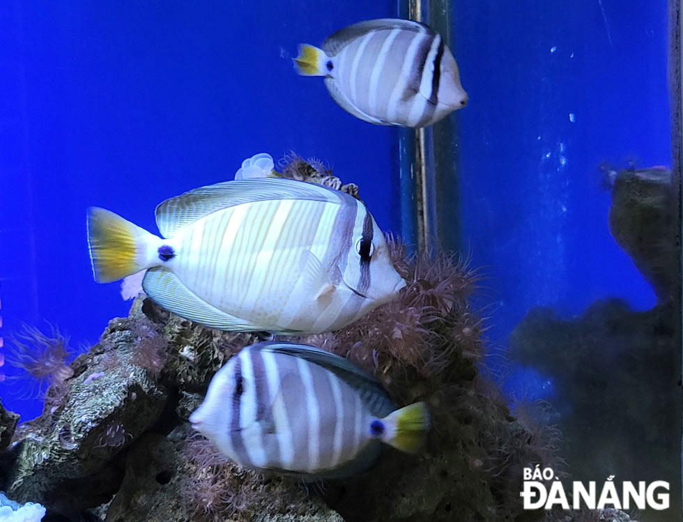 Parachute fish with scientific name of Acanthuridae.