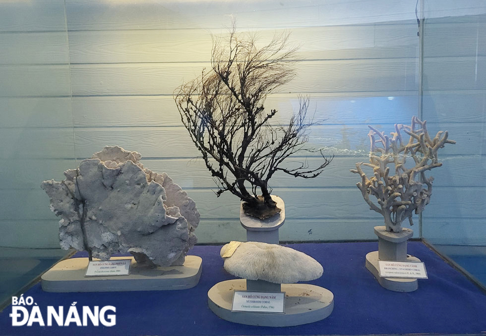 Rare coral samples are found in the Hoang Sa and Truong Sa waters.