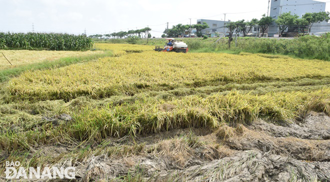 Các thửa ruộng trũng, diện tích lúa bị ngã đổ được ưu tiên sử dụng máy gặt thu hoạch trước để tránh thiệt hại thêm do mưa có khả năng xảy ra những ngày đến.