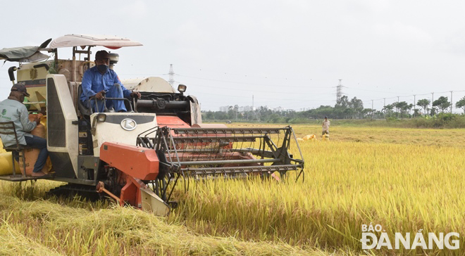 Cooperatives in Hoa Vang District arrange rice harvesters to help farmers harvest rice. 