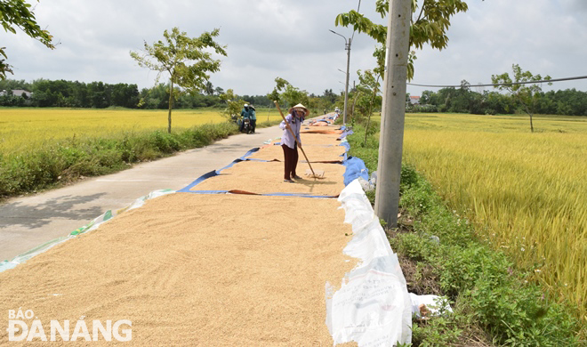 Farmers take advantage of the dry, sunny weather  to dry freshly-harvested rice