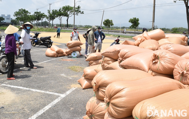 The Hoa Chau 1 General Business and Production Service Cooperative has contacted a seed company to purchase freshly-harvested rice from farmers at the price of VND5,700 /kg, higher than market price.