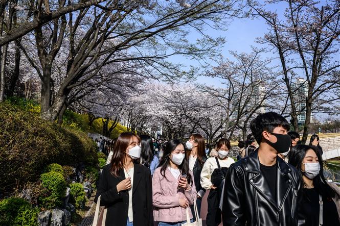 Người dân ngắm hoa anh đào nở rộ tại Seoul, Hàn Quốc, ngày 6/4/2022. ảnh: AFP/TTXVN