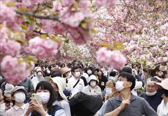 Người dân ngắm hoa anh đào nở rộ tại Osaka, Nhật Bản, ngày 13/4/2022. Ảnh: Kyodo/TTXVN
