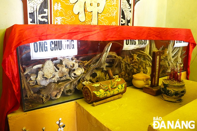 Currently, the whale skeleton is on display at the Nam O Whale Temple. This custom is associated with the custom of worshiping whales in fishing villages. Photo: X. DUNG