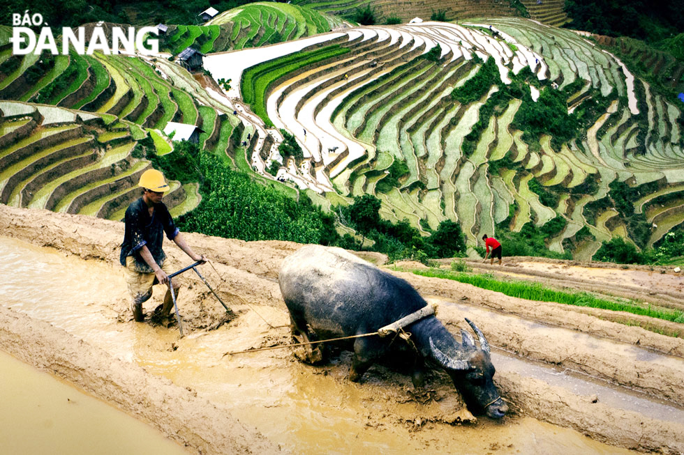 A farmer plowing rice fields in La Pan Tan Commune.