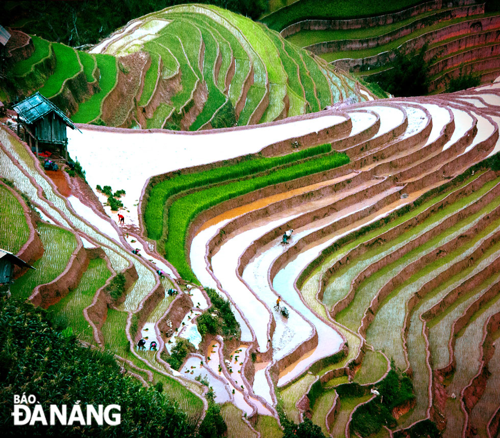 Transplantation of rice seedlings in progress