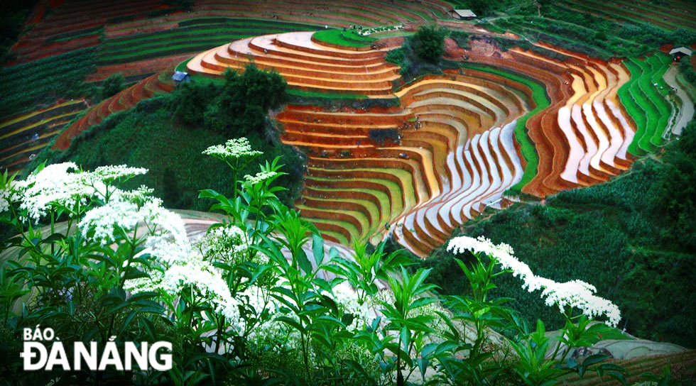 Flowers growing on mountainous hills in La Pan Tan Commune