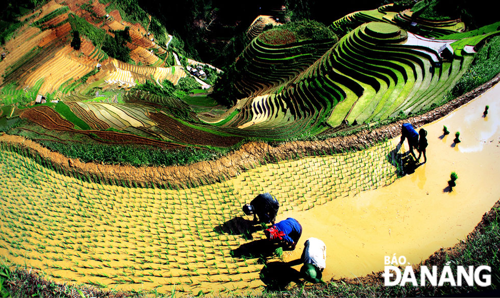 Planting rice seedlings on a terraced rice field on the Mam Xoi Hill.