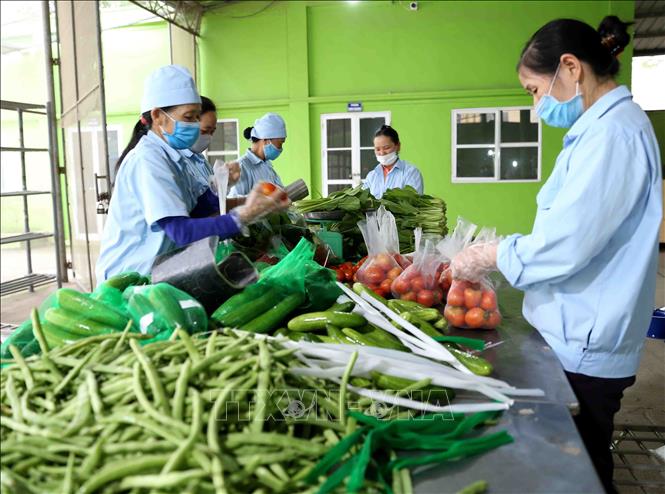 Hợp tác xã sản xuất kinh doanh dịch vụ nông nghiệp xã Văn Đức, huyện Gia Lâm (Hà Nội). Ảnh minh họa: Vũ Sinh/TTXVN
